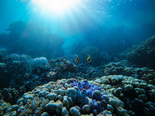 Colorful fishes on a beautiful coral reef with many fish in the warm tropical water of the Red Sea in Hurghada, Egypt, seen while scuba diving	
