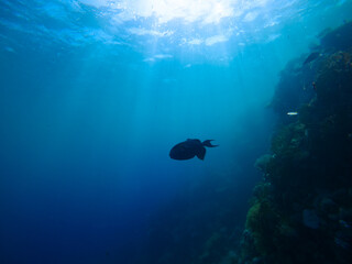 Colorful fishes on a beautiful coral reef with many fish in the warm tropical water of the Red Sea in Hurghada, Egypt, seen while scuba diving	
