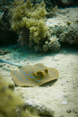 A blue spotted stingray swimming in the sand patch of the colourful coral reef in the Red Sea in Egypt. Scuba Diving underwater photography	

