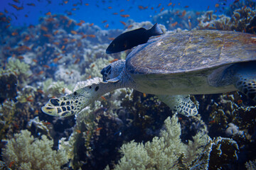 Beautiful Sea Turtle Swimming In The Blue Waters of the Red Sea. Relaxed Scuba Diving in Hurghada, Egypt