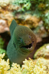 Big moray eel in the colourful coral reef in the Red Sea in Egypt. Scuba Diving underwater photography	