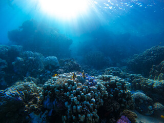 Colorful fishes on a beautiful coral reef with many fish in the warm tropical water of the Red Sea in Hurghada, Egypt, seen while scuba diving	
