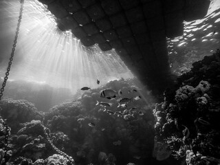 Light shimmering under the water under a boat stake pier with many tropical fishes fish in the Red Sea in Egypt. Surreal sight of a coral reef while Scuba Diving
