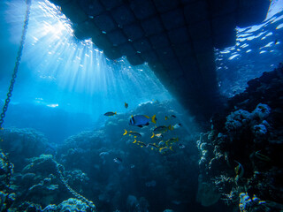 Light shimmering under the water under a boat stake pier with many tropical fishes fish in the Red Sea in Egypt. Surreal sight of a coral reef while Scuba Diving