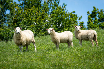mother sheep and her lambs in lush green grassy field