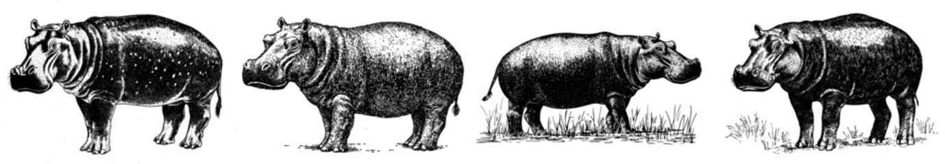 Fototapeta premium Branding element featuring a whimsical hippopotamus