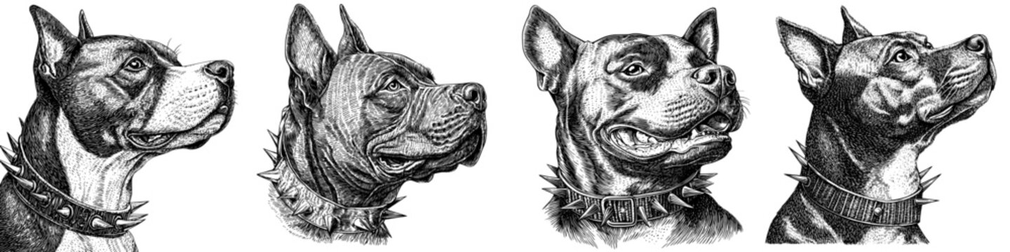 Drawing of a punk pitbull wearing a spiked collar and showing toughness, strength, and loyalty. Scratchboard imitation. Black and white.