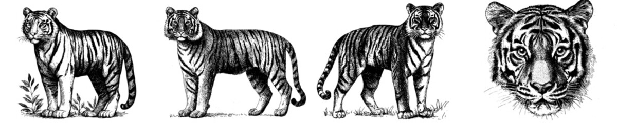 Fototapeta premium Animal Portrait Illustration Design Element of a Tiger in the Wild
