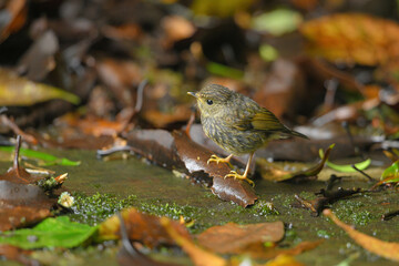 wren-babbler birdwashing in the forest.