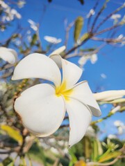 White frangipani flower and blue sky