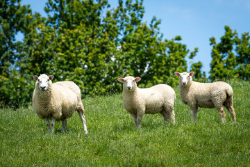 mother sheep and her lambs in lush green grassy field