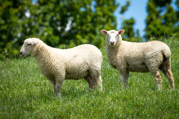 pair of lambs in lush green grassy field