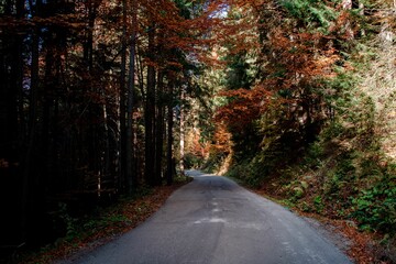 Naklejka premium Forest Road with Autumn Foliage
