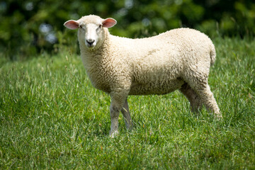 lamb in lush green grassy field