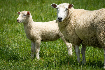 mother sheep and her lambs in lush green grassy field