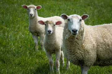 Fototapeta premium mother sheep and her lambs in lush green grassy field