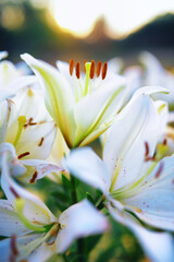 Obraz premium Plants and flowers macro. Detail of petals and leaves at sunset. Natural nature background.