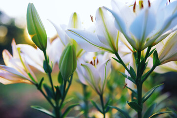 Plants and flowers macro. Detail of petals and leaves at sunset. Natural nature background.