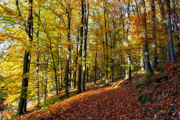 A path through a beech grove on a bright autumn day.
