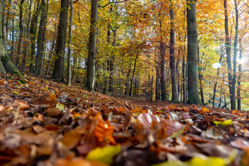 A path through a beech grove on a bright autumn day.