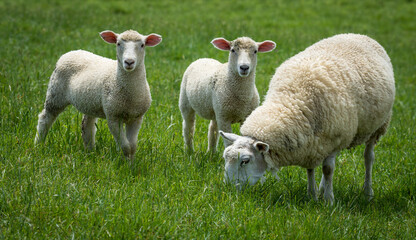mother sheep and her lambs in lush green grassy field