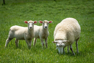 mother sheep and her lambs in lush green grassy field