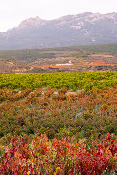 Gorgeous autumn vineyard set against distant, rugged mountains, emphasizing the contrast between vibrant grapevines and the natural grandeur of the region.