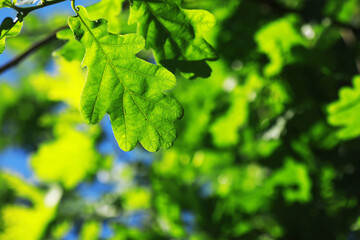 Spring nature background. Greenery of trees and grasses on a sunny spring morning. Forest landscape.