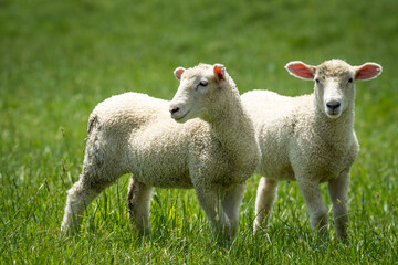 Obraz premium pair of lambs in lush green grassy field