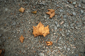 Orange leaf on rocks