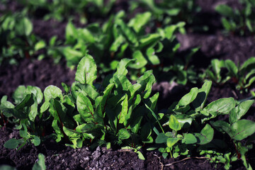 Young sprouts of seedlings in the vegetable garden. Greenery in a greenhouse. Fresh herbs in the spring on the beds.