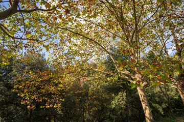 Tree in autumn, fall with leaves changing colors