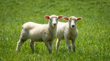 pair of lambs in lush green grassy field