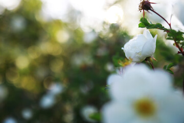 White flowers on a green bush. Spring cherry apple blossom. The white rose is blooming.