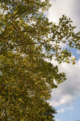 Obraz premium Tree in autumn, fall with leaves changing colors