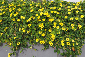 Thunbergia alata, bright yellow hairy flowers and green leaves, close up. 'Black-eyed Susan' vine or Clockvine is a herbaceous perennial climbing and flowering plant in the family Acanthaceae.
