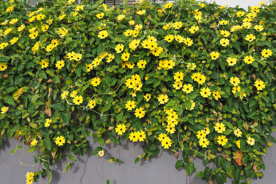 Thunbergia alata, bright yellow hairy flowers and green leaves, close up. 'Black-eyed Susan' vine or Clockvine is a herbaceous perennial climbing and flowering plant in the family Acanthaceae.