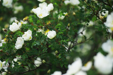 White flowers on a green bush. Spring cherry apple blossom. The white rose is blooming.