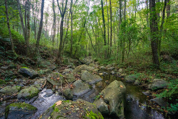 Forest and Stream