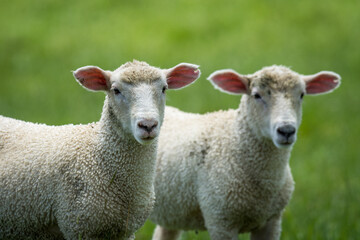 Fototapeta premium pair of lambs in lush green grassy field