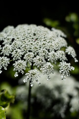 macro shot of a flower in a forest