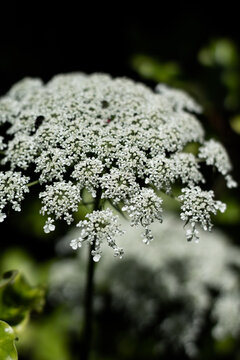 macro shot of a flower in a forest
