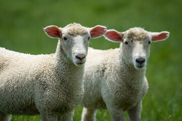 pair of lambs in lush green grassy field