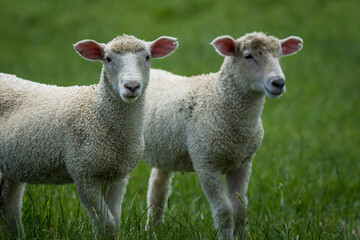 pair of lambs in lush green grassy field