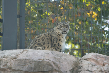 円山動物園で撮影した岩の上にいるユキヒョウ