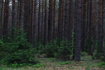 Fir branches with cones. Pinery. Trees in the forest. Glare of the sun.