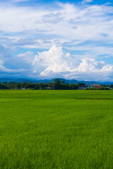 Fototapeta premium green rice field in Thailand