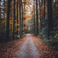 Obraz premium Serene Autumn Forest Path with Vibrant Foliage and Warm Natural Lighting