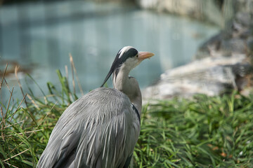 円山動物園で撮影したゴイサギ