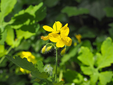 Chelidonium majus, yellow wild flowers, close up. Greater Celandine is poisonous, flowering, medicinal plant of the family Papaveraceae. Yellow-orange opaque sap of Tetterwort plant cures warts.